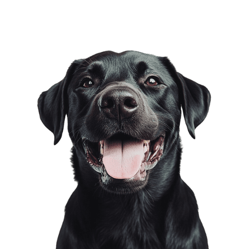 Happy Rottweiler dog